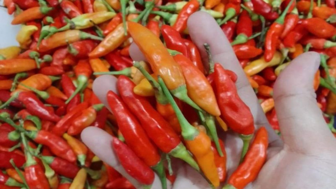 Cabai di telapak tangan warga (ANTARA/HO-Adena)