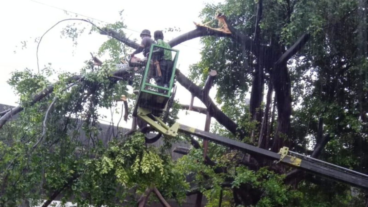 Petugas Suku Dinas Pertanaman dan Hutan Kota Jakarta Pusat mengevakuasi pohon tumbang akibat angin kencang dan hujan deras pada Kamis siang (11/1/2024). ANTARA/HO-Sudin Kominfotik Jakarta Pusat