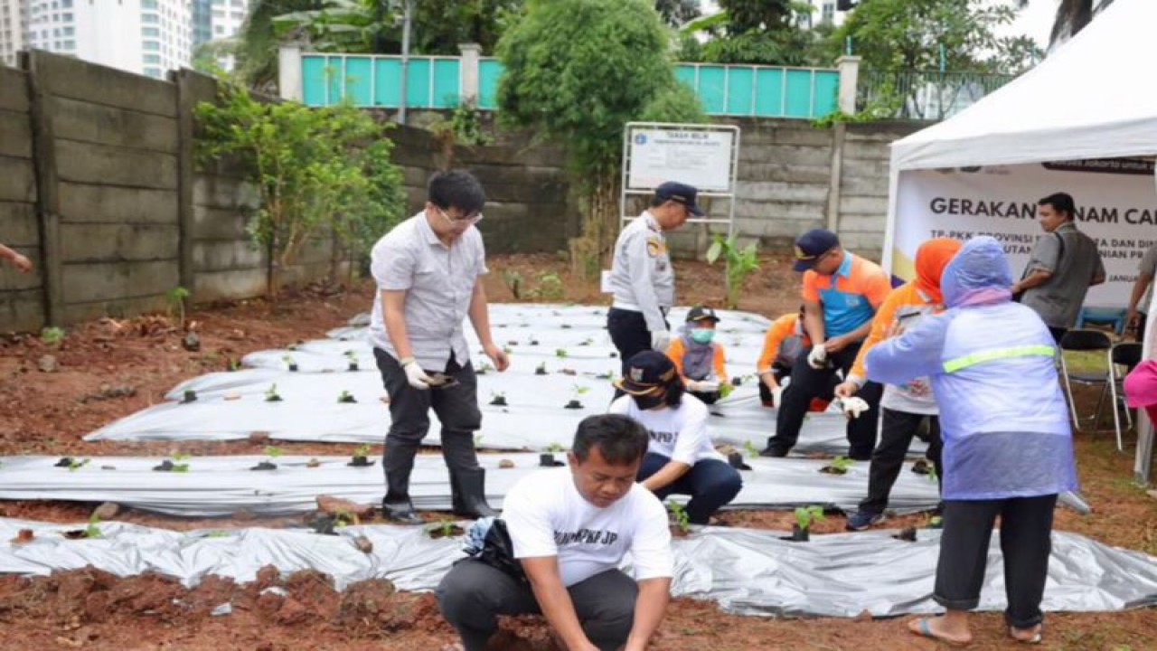 Pemerintah Kota (Pemkot) Administrasi Jakarta Pusat menanam ribuan bibit cabai serentak di halaman Apartemen Sudirman Park, Jalan K.H. Mas Mansyur, Kelurahan Karet Tengsin, Kecamatan Tanah Abang, Jumat (19/1/2024). ANTARA/ HO-Kominfotik Jakarta Pusat