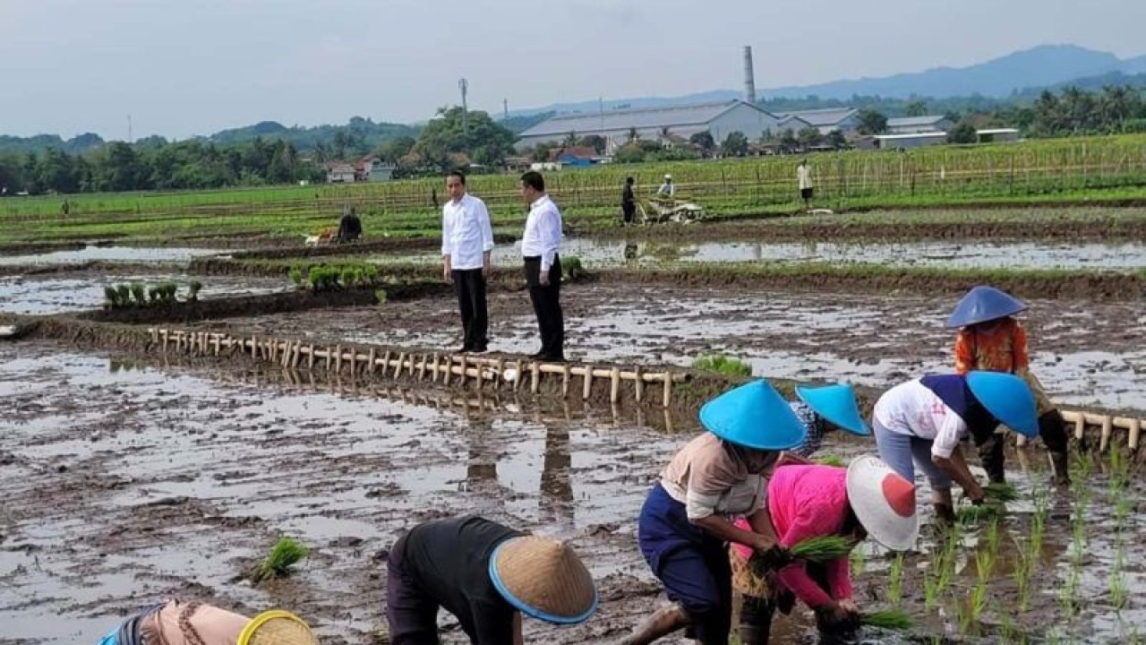 Presiden Joko Widodo dan Menteri Pertanian Amran Sulaiman menghadiri agenda tanam padi bersama di Desa Sokaraja Kidul, Kecamatan Sokaraja, Kabupaten Banyumas, Rabu (3/1/2024). ANTARA/Sumarwoto