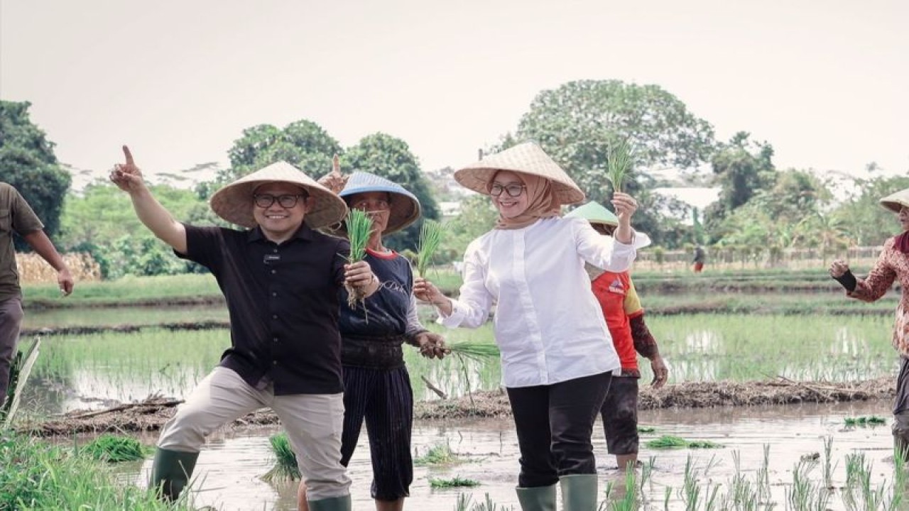 Calon wakil presiden nomor urut 1 Muhaimin Iskandar saat menanam bersama para petani di Kabupaten Banyuwangi, Jawa Timur, Kamis (28/12/2023). (ANTARA/HO-Timnas AMIN)