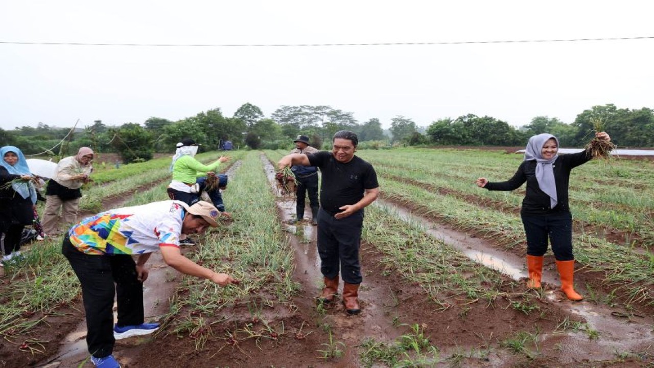 Pj Guberjur Banten Al Muktabar bersama tim penggerak PKK Provinsi Banten Panen Raya Cabai, Bawang Merah dan Rambutan di Kawasan Sistem Pertanian Terpadu (Sitandu) Pemerintah Provinsi Banten, di Serang, Jumat. (ANTARA/Mulyana)