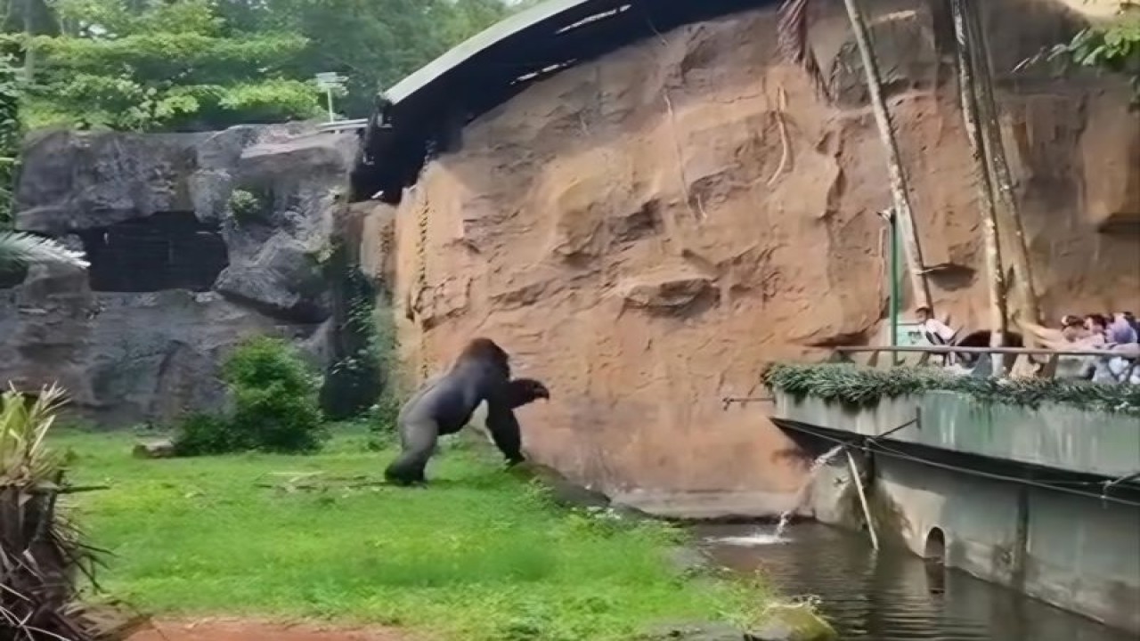 Seekor Gorila bernama Komu terlihat melempar sebuah kayu ke arah pengunjung pada libur Natal di Ragunan, Jakarta Selatan, Senin (25/12/2023). ANTARA/Instagram/@Jakarta.ku/Ilham Kausar