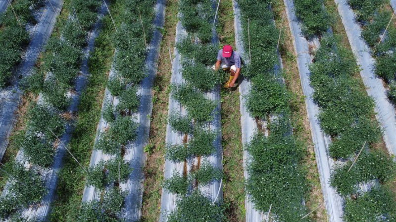 Foto udara petani memeriksa kondisi cabai keriting di Desa Buhu, Kabupaten Gorontalo, Gorontalo. ANTARA/Adiwinata Solihin