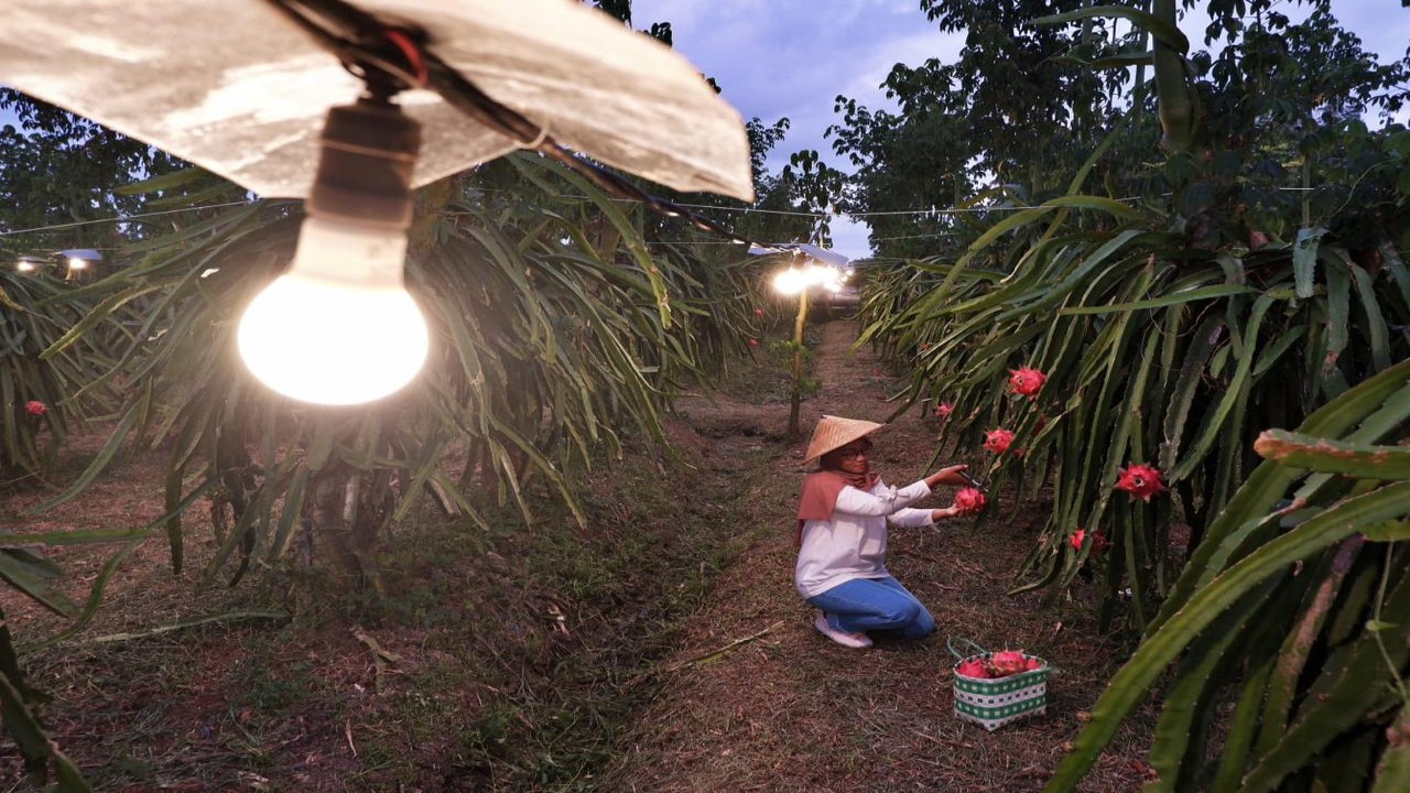 Produktivitas petani buah naga di Banyuwangi, Jawa Timur meningkat setelah memanfaatkan program _electrifying agriculture_ PLN untuk penerangan lampu guna mempercepat pertumbuhan pohon buah naga. Foto : Humas PLN