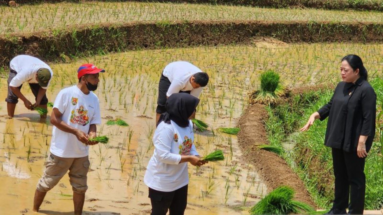 Ketua DPR Puan Maharani saat berdialog dengan petani muda yang memraktikkan penanaman padi di Mijen, Kota Semarang, Sabtu. (ANTARA/I.C. Senjaya)