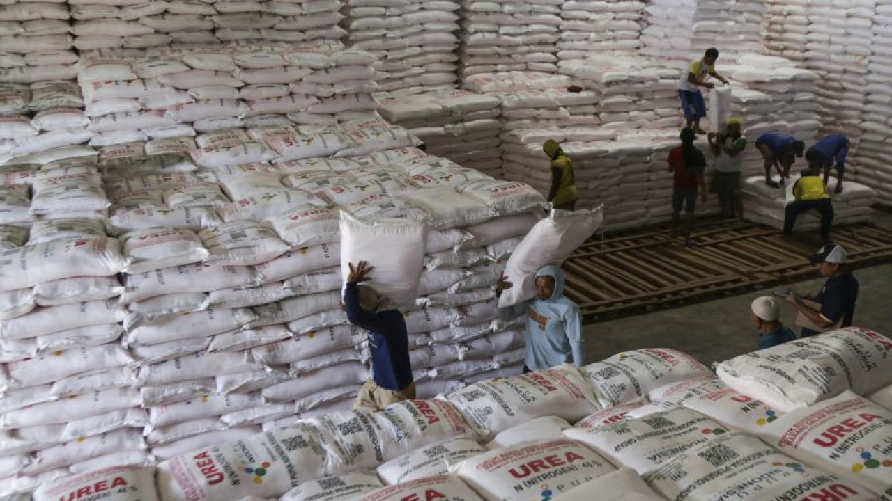 Sejumlah pekerja mengangkut karung pupuk urea di Gudang Lini 3 Cibolang, Kabupaten Sukabumi, Jawa Barat, Jumat (15/12/2023). Pupuk Indonesia menyiapkan sebanyak 1,2 juta ton pupuk yang tersedia di gudang lini III untuk menyambut musim tanam pada awal 2024. ANTARA FOTO/Henry Purba/agr