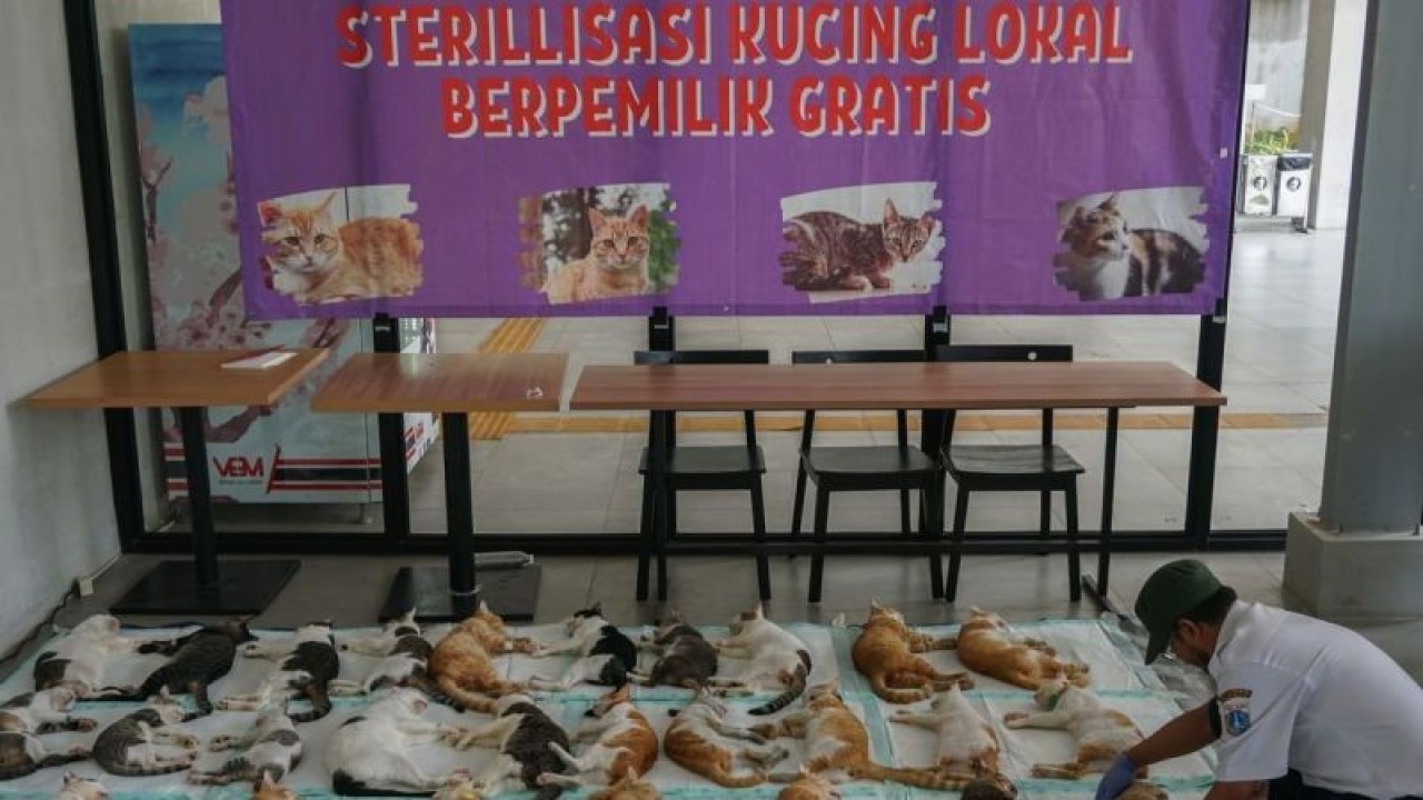Seorang petugas meletakkan kucing yang telah selesai dioperasi steril saat kegiatan sterilisasi kucing lokal gratis di Ruang Kaca Gedung Ali Sadikin, Taman Ismail Marzuki, Menteng, Jakarta, Rabu (15/11/2023). Kegiatan tersebut sebagai upaya mengendalikan pertumbuhan populasi hewan domestik dan mengurasi resiko penelantaran juga kekerasan terhadap hewan peliharaan. ANTARA FOTO/Rifqi Raihan Firdaus/tom.