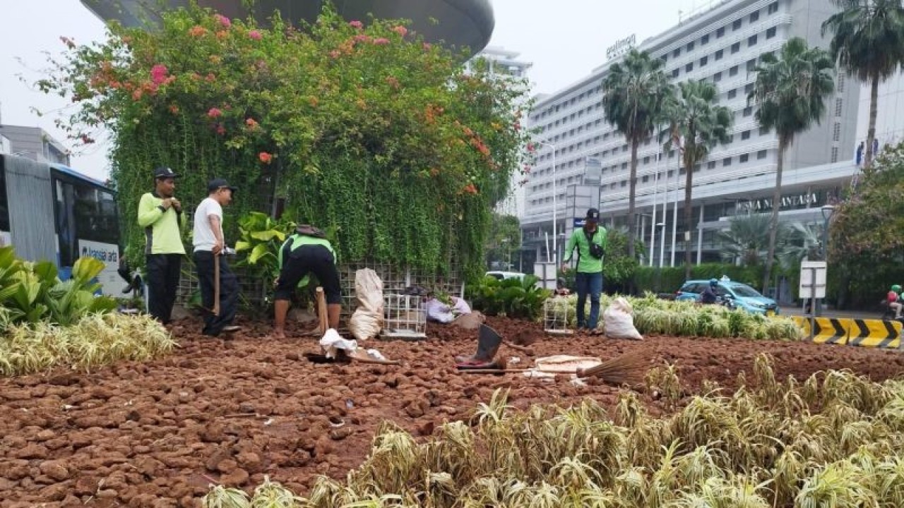 Petugas Dinas Pertamanan dan Hutan Kota Provinsi DKI Jakarta merapikan tanaman hias yang rusak di Kawasan Bundaran HI, Jakarta, Selasa (2/1/2024). ANTARA/Siti Nurhaliza