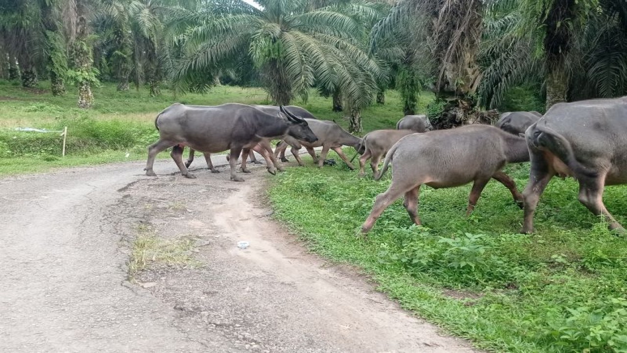 Pengembala ternak kerbau melepasliarkan ternaknya di areal perkebunan kelapa sawit di Desa Rangkasbitung Timur Kabupaten Lebak karena terdapat rerumputan hijau yang dijadikan pakan. ANTARA/Mansyur