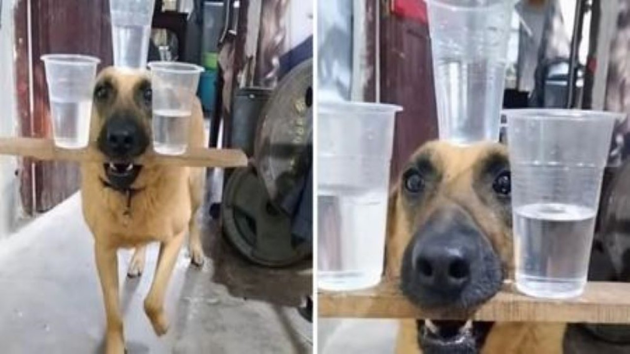 Seekor anjing terekam menyeimbangkan tiga gelar berisi air sambil berjalan yang viral di media sosial. (India Times)