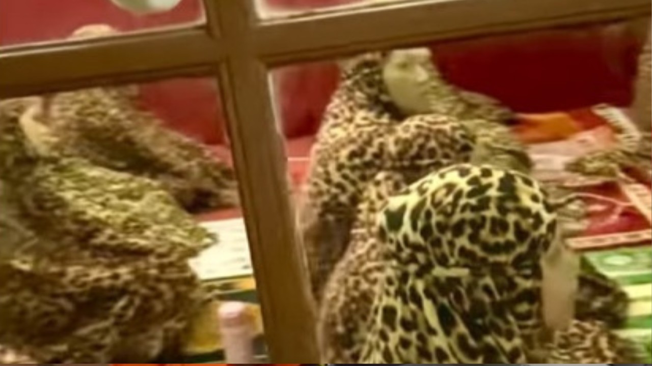 Emak-emak mengenakan mukena motif macan tutul. (Foto: Tangkap layar Instagram  ngakaksehat)