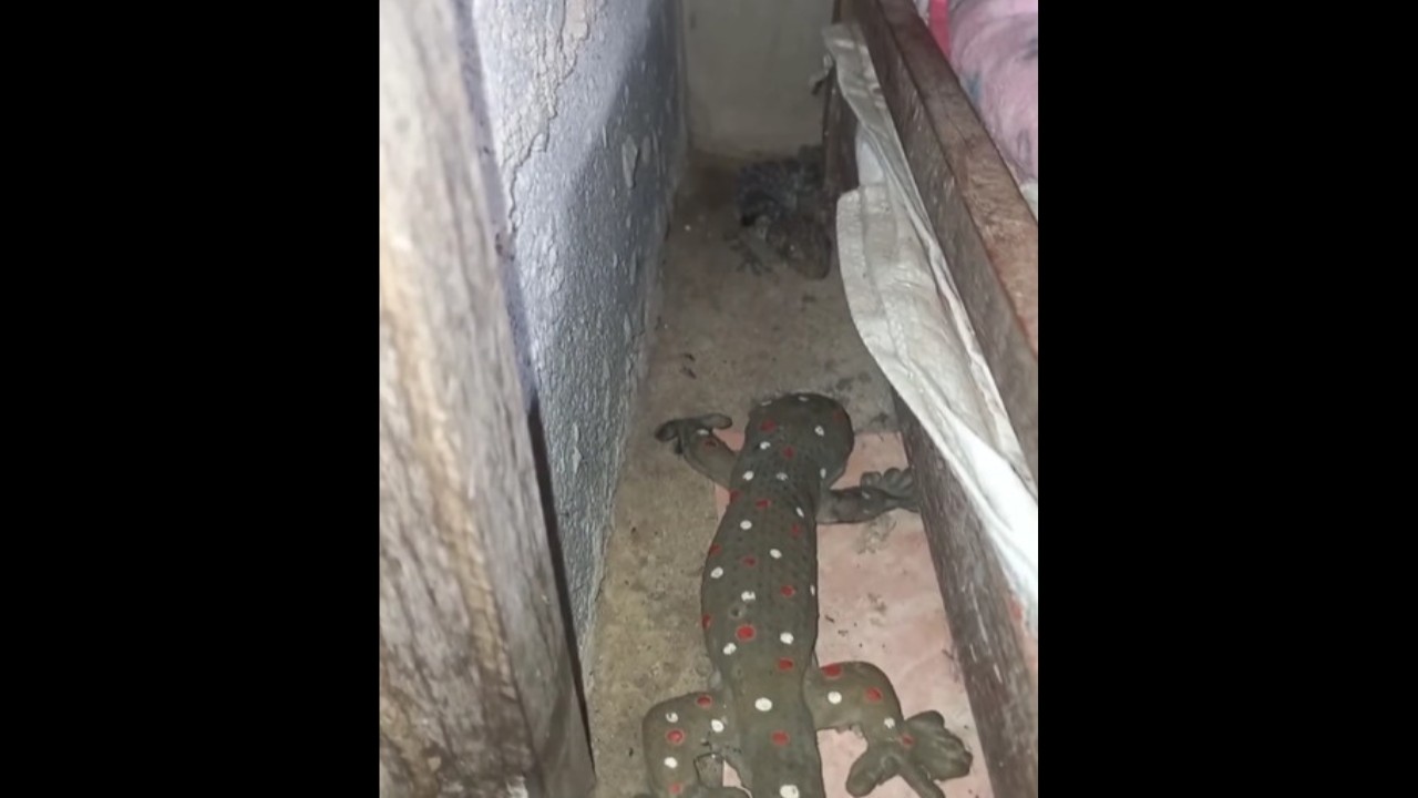 Tokek Raksasa. (Foto: Tangkap layar)