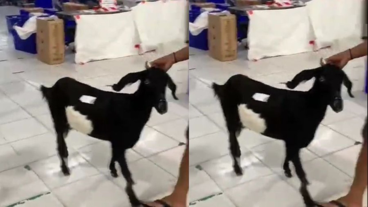 Beli Kambing di Marketplace (TikTok)