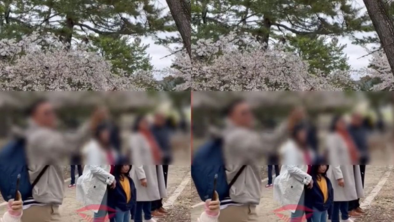 Diduga Turis Asal Indonesia Rontokkan Bunga Sakura (TikTok @officiallambeturah)