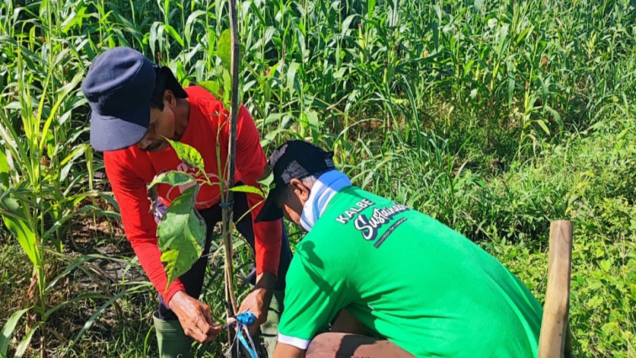 Kegiatan penghijauan lingkungan berupa penanaman bibit pohon diselenggarakan oleh Kalbe bersama Dinas Lingkungan Hidup