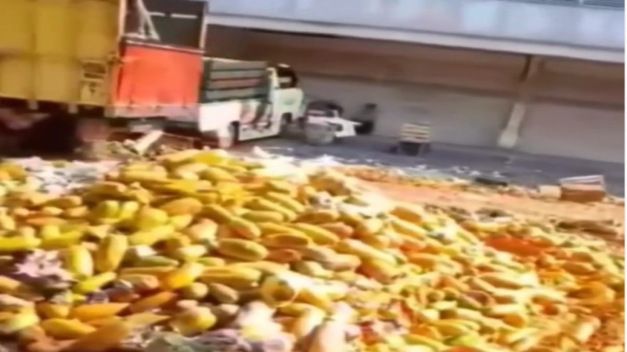 Pedagang buah membuang pepaya secara berserakan - tangkapan layar Instagram