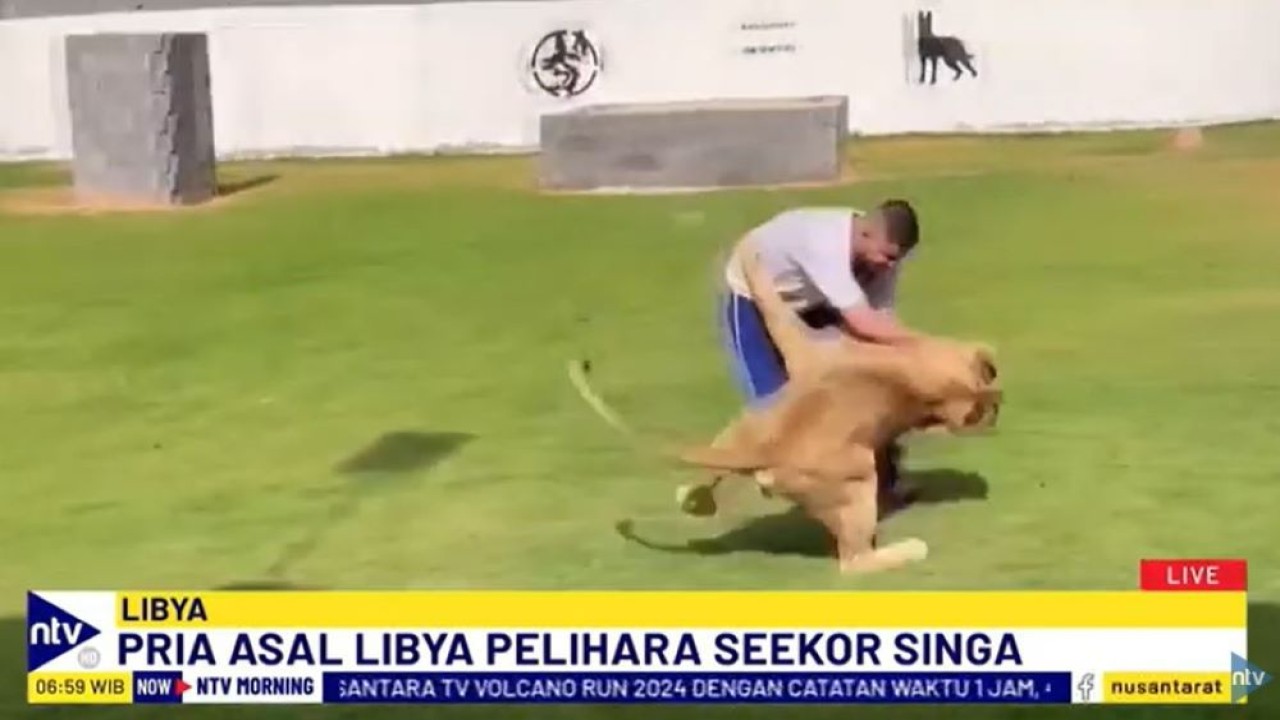 Abdel Fattah Al-Saadi asal Libya menghabiskan waktu hidup bersama seekor singa.