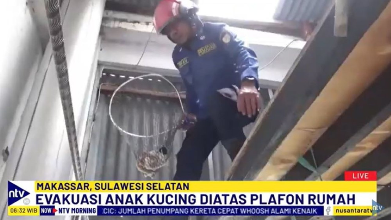 Tim Rescue Pemadam Kebakaran (Damkar) kota Makassar, Sulawesi Selatan (Sulsel), mengevakuasi empat anak kucing yang berada di atas plafon rumah warga.