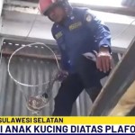 Anak Kucing-1715327728