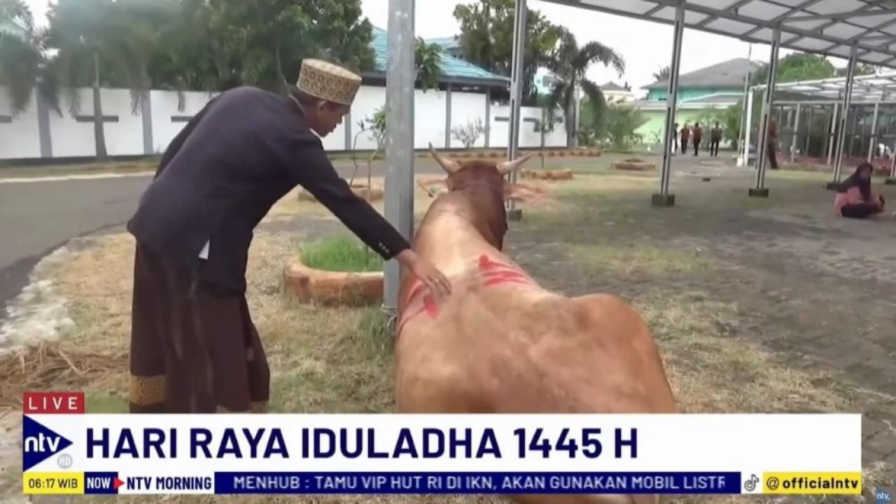 Penyerahan hewan kurban dari Nurdin Tampubolon ke pihak Pesantren An-Nawawi Tanara, Serang, Banten, pada momen Idul Adha ini merupakan bentuk kebersamaan antar sesama manusia.