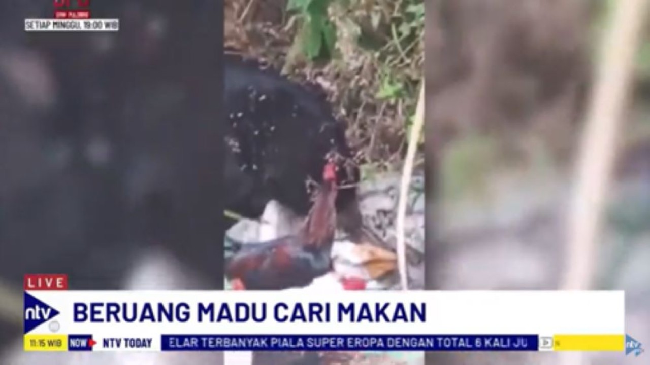 Seekor beruang madu keluyuran mencari makan di tempat sampah dekat pemukiman warga di Lampung