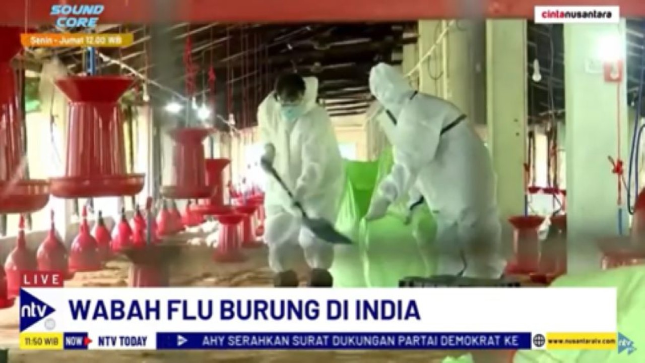 Petugas dari Dinas Kesehatan India memeriksa peternakan yang diserang wabah flu burung