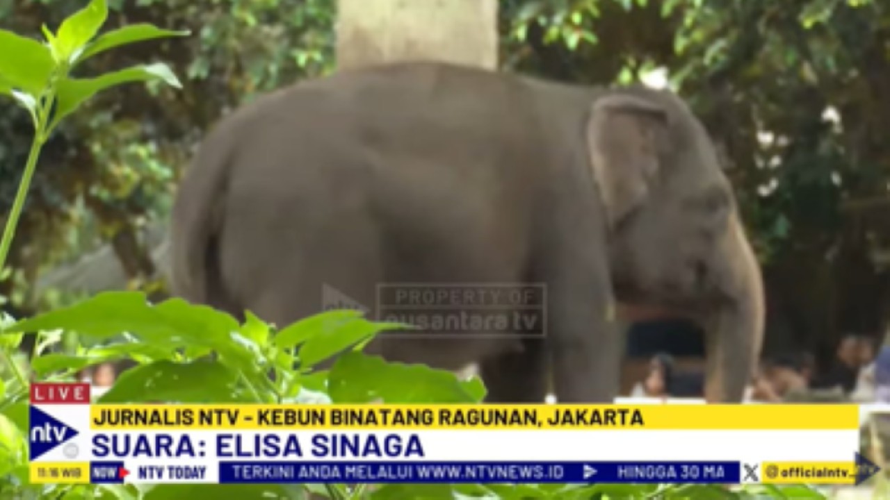 Kandang gajah di Kebun Binatang Ragunan menjadi lokasi yang paling ramai pengunjung pada liburan Lebaran 2025