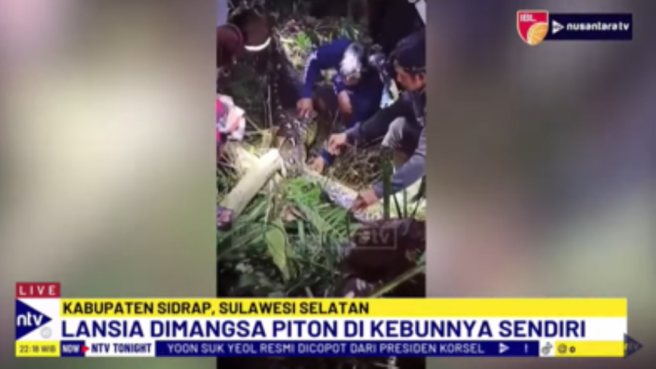 Warga terpaksa membelah perut ular piton untuk mengeluarkan jasad seorang lansia