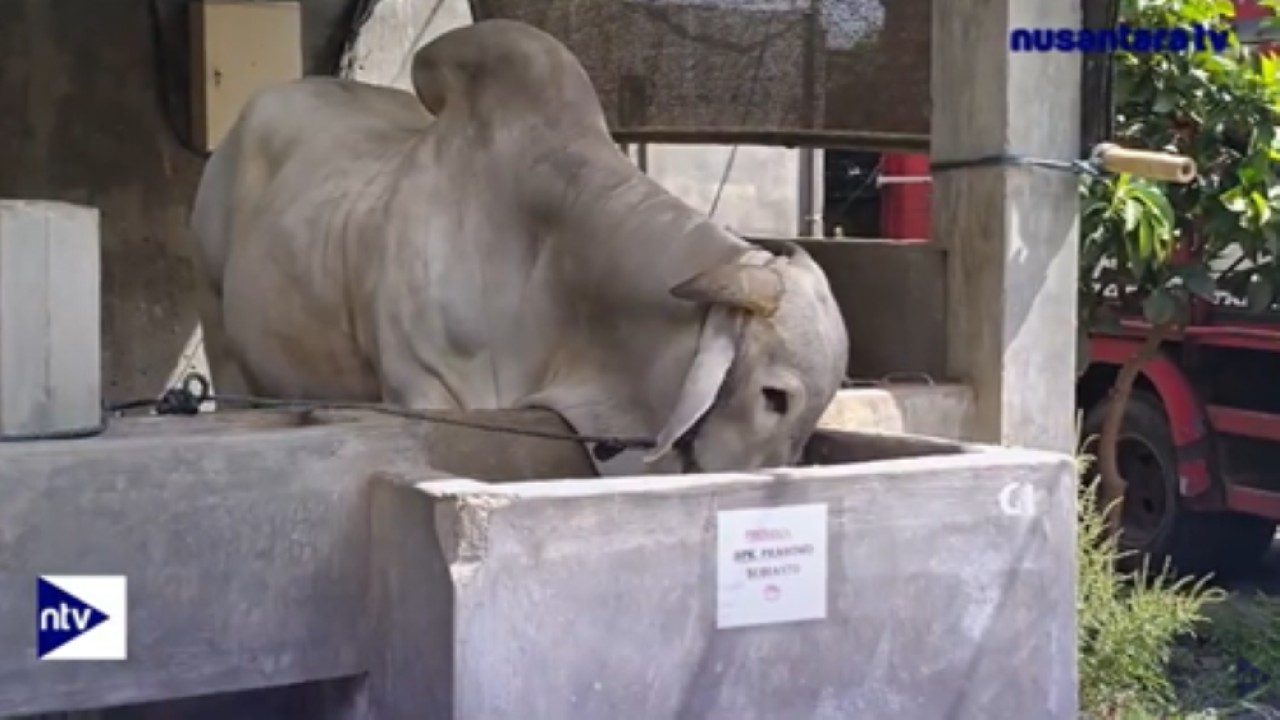 Sapi lokal jenis peranakan Ongole bernama Bagong dengan berat hampir 1 ton menjadi sapi kurban pilihan Presiden Prabowo Subianto