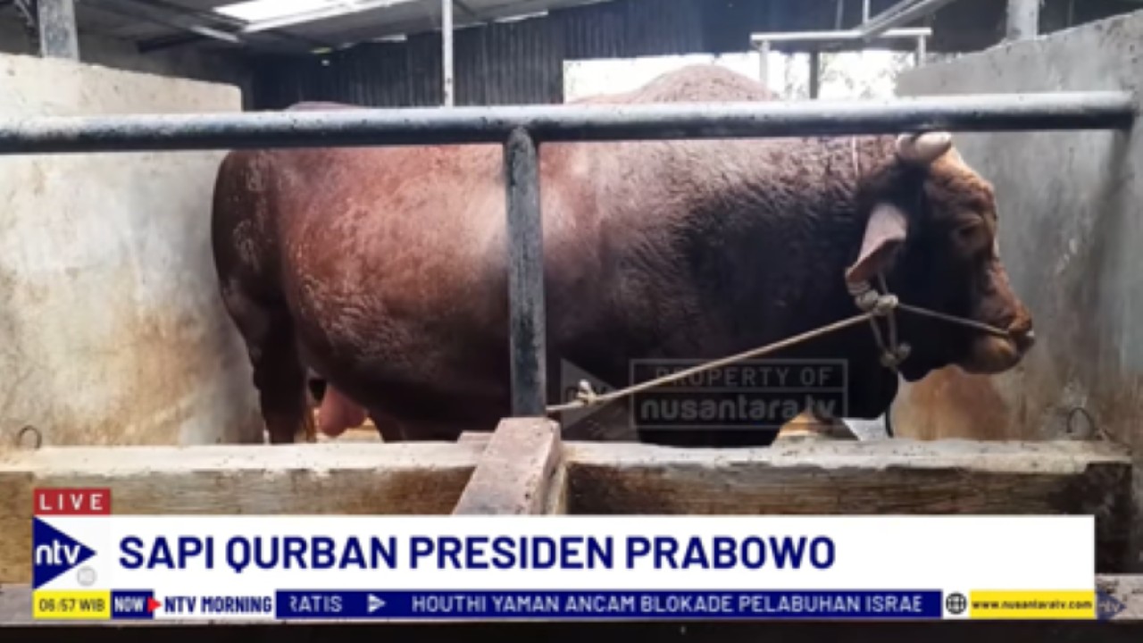 Sapi kurban berbobot 1,3 ton milik Prabowo Subianto