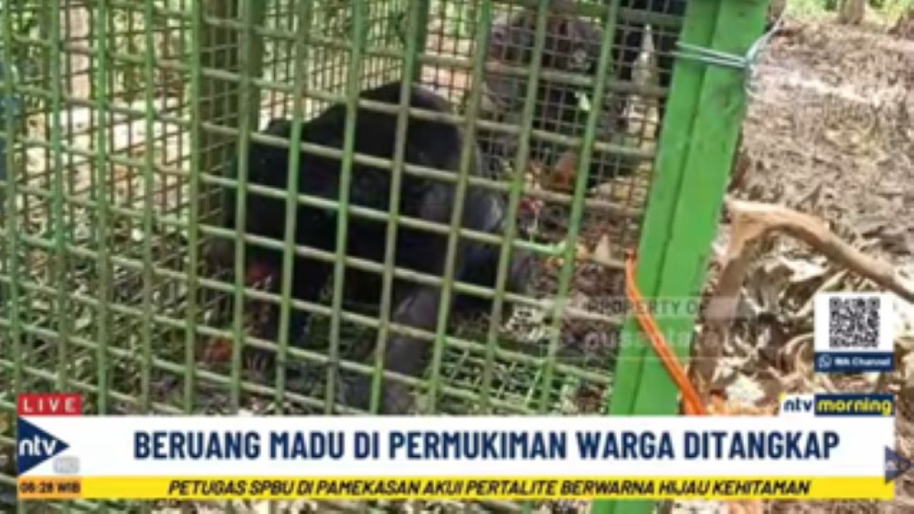 Seekor beruang madu yang sempat meresahkan warga di Bengkul akhirnya berhasil diamankan