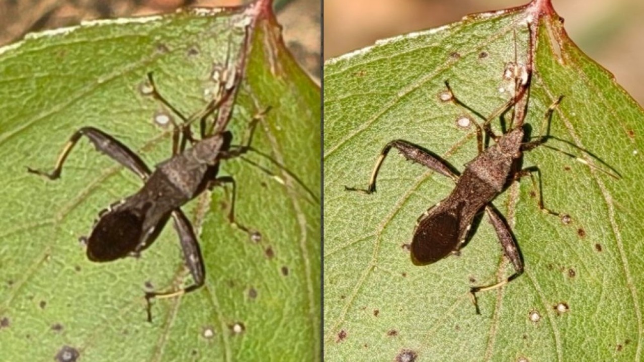 Samsung Galaxy S25 Ultra (kiri), Oppo Find X9 Pro (kanan). (Foto: Istimewa via Gizmochina)