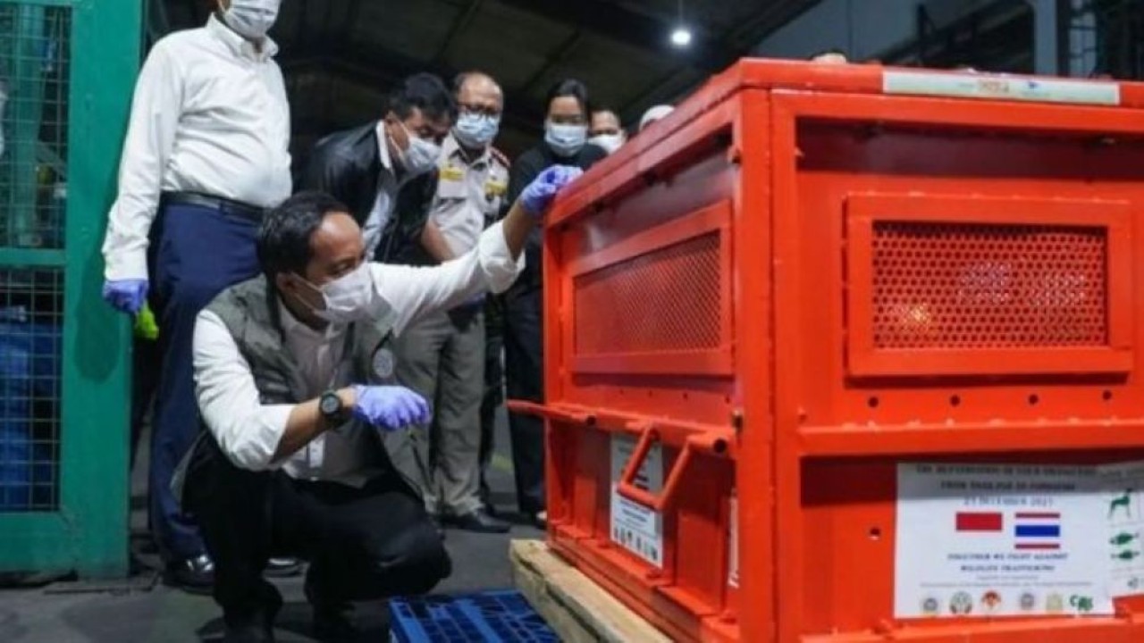 Menhut Raja Juli Antoni melihat kondisi orangutan korban perdagangan ilegal dari Thailand yang dipulangkan ke Indonesia melalui Bandara Internasional Soekarno-Hatta. (Foto: Antara)