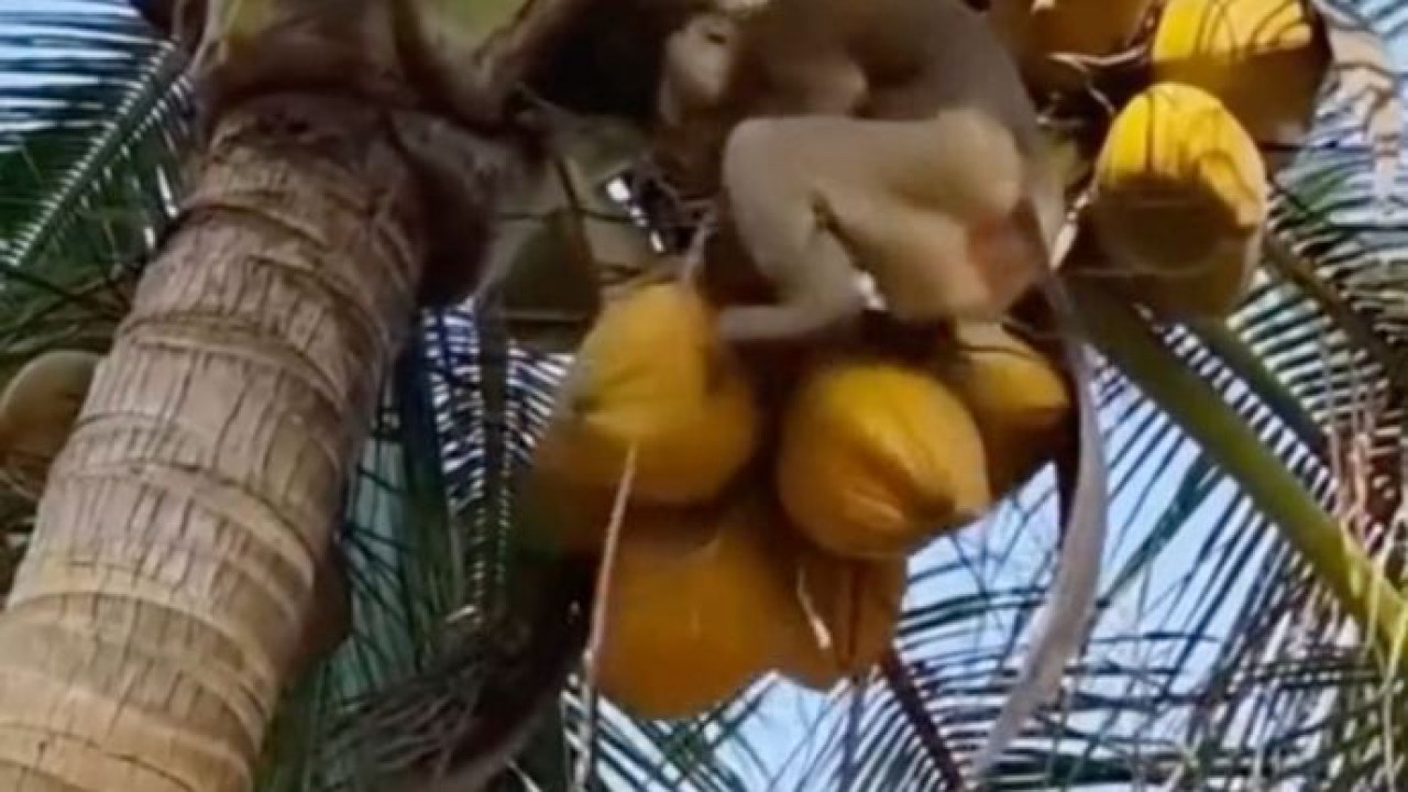 SPPG di Padang Sajikan Rendang Istimewa, Olah Bumbu dari Santan Kelapa Petikan Beruk Terlatih (Istimewa)