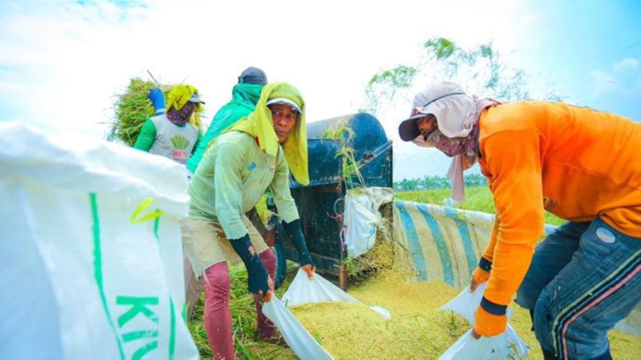 Badan Pusat Statistik (BPS) melaporkan produksi beras Indonesia sepanjang Januari&ndash;Desember 2025 mencapai 34,69 juta ton.  Badan Pusat Statistik (BPS) melaporkan produksi beras Indonesia sepanjang Januari–Desember 2025 mencapai 34,69 juta ton.