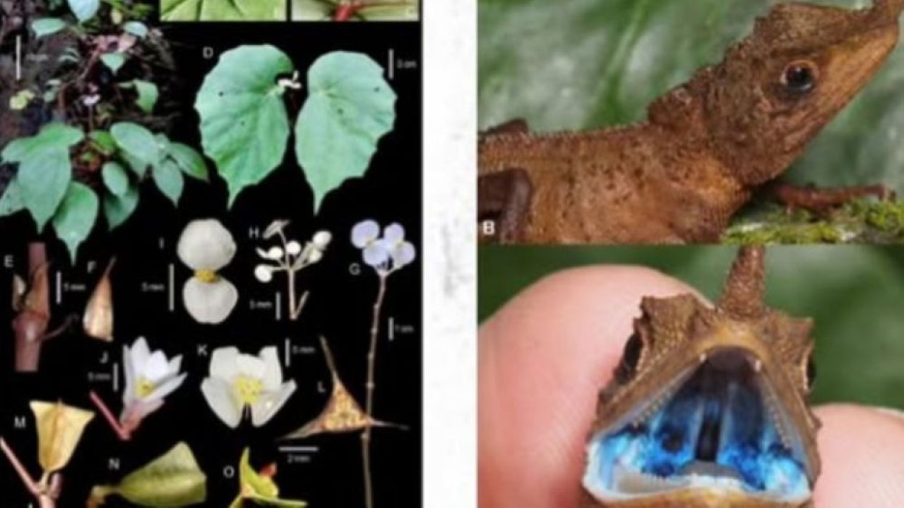 Peneliti Pusat Riset Biosistematika dan Evolusi (PRBE) Badan Riset dan Inovasi Nasional (BRIN) berhasil mengungkap 51 spesies baru sepanjang tahun 2025. (Foto: Istimewa)