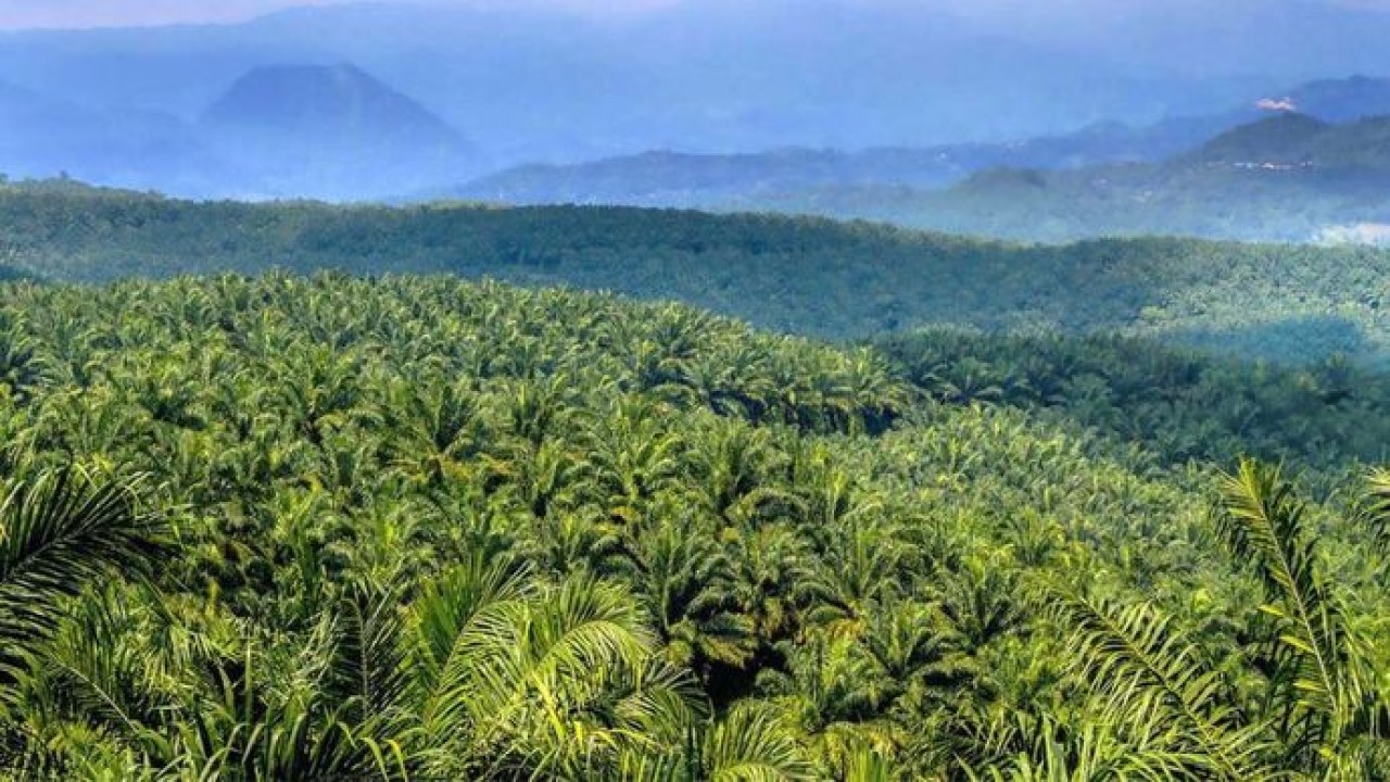 Kebun sawit (Info Sawit)