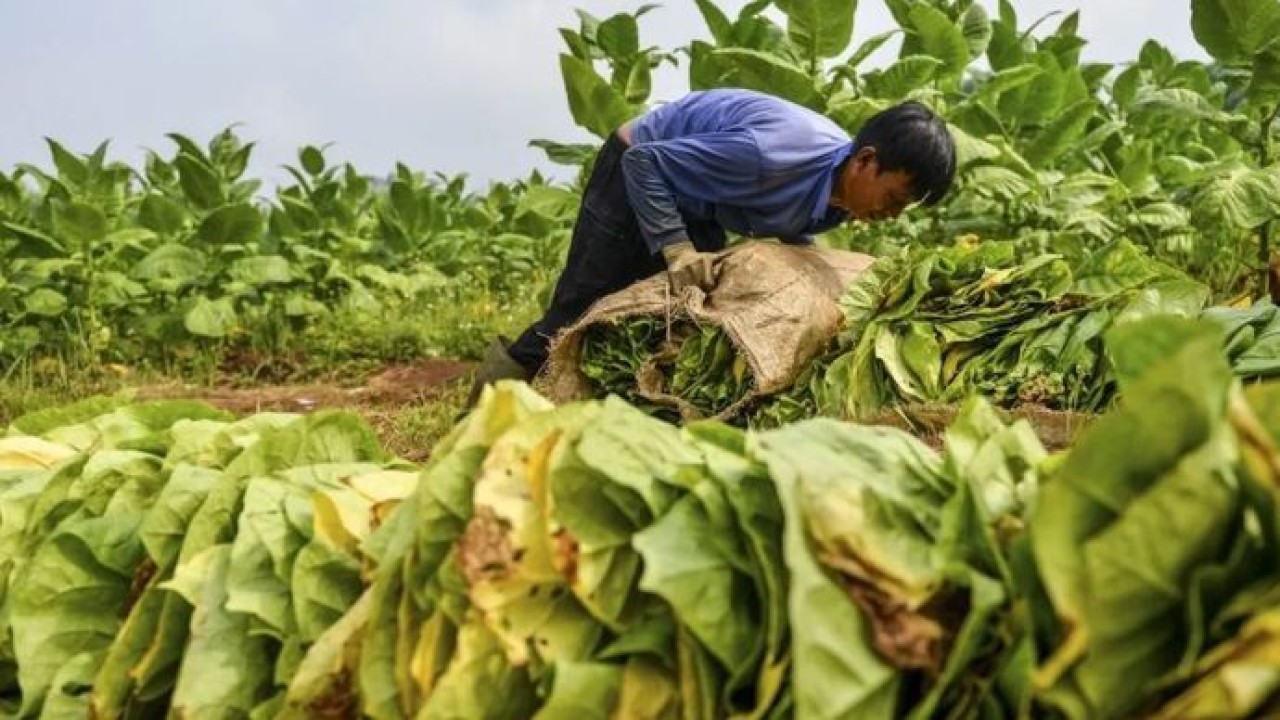 Petani tembakau. (Antara)
