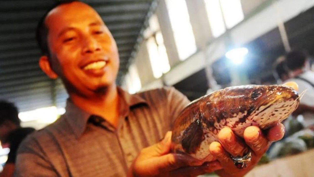 Ilustrasi - Penjual ikan memperlihatkan ikan gabus (Channa striata) yang dijualnya dengan harga Rp45 ribu per kilogram, di Pasar Flamboyan, Pontianak, Kalbar. ANTARA FOTO/JESSICA HELENA WUYSANG (Antara)
