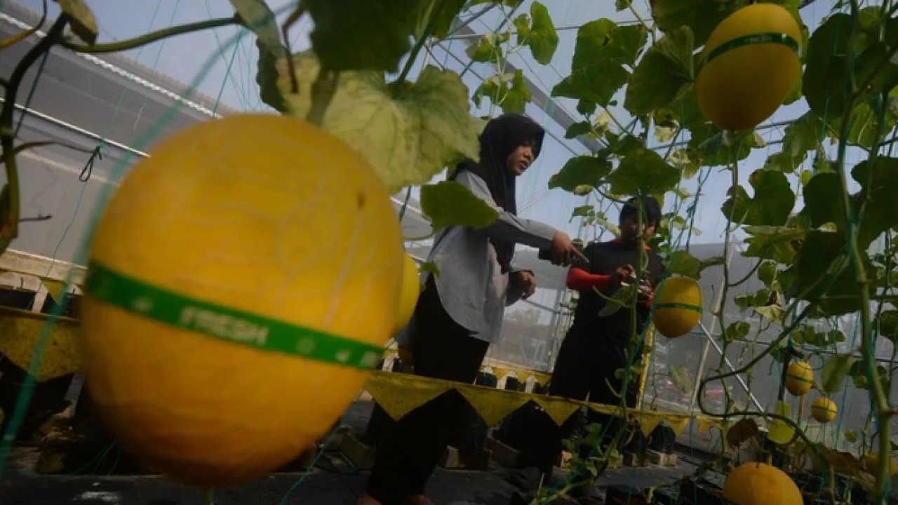 Warga memilih melon hasil pertanian yang akan dipanen di Kebun Berdampak Sidowayah, Polanharjo, Klaten, Jawa Tengah, Selasa (17/3/2026). Program kebun berdampak yang dibangun dari anggaran 20 persen dana desa tersebut dikembangkan oleh Badan Usaha Milik Desa (BUMDes) Sinergi Sidowayah dengan pertanian melon sweet kirin sistem greenhouse yang diharapkan dapat menjadi ketahanan pangan desa dan peningkatan ekonomi warga. ANTARA FOTO/Aloysius Jarot Nugroho. (Antara)