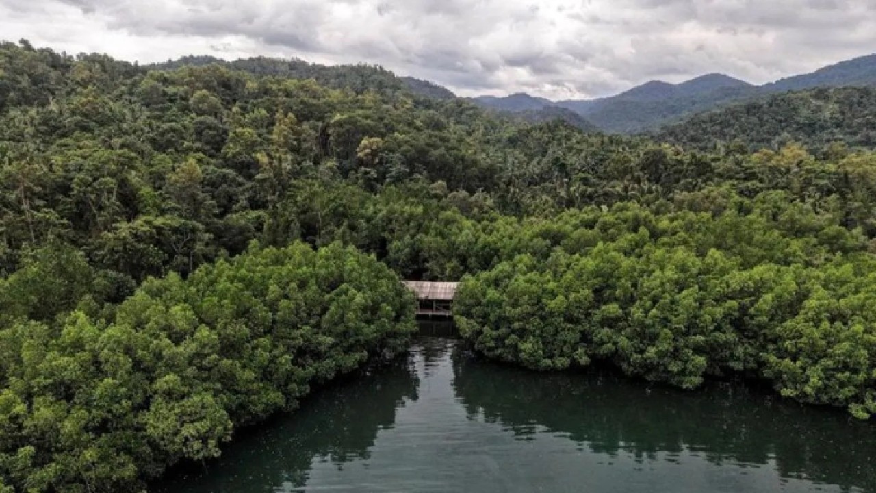 Ilustrasi - Foto udara kawasan hutan mangrove di Desa Waworaha, Kabupaten Konawe, Sulawesi Tenggara, Senin (23/3/2026). ANTARA FOTO/Andry Denisah/agr (Antara)