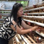 Peternak Telur-1776873382