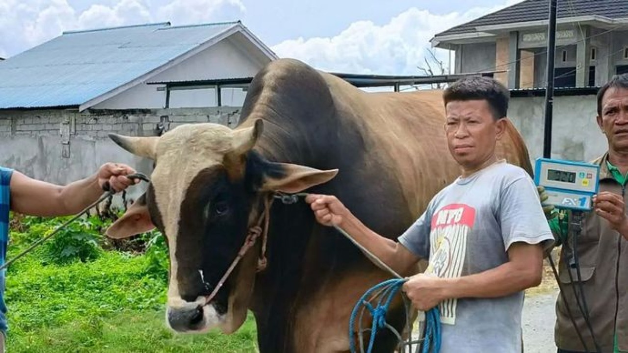 Sapi berbobot 922 kilogram bernama Si Kentung milik peternak lokal di Kota Palu dibeli Presiden RI Prabowo Subianto disiapkan untuk disembelih di Kota Palu, Sulawesi Tengah pada momen lebaran Idul Adha 1447 Hijriah/2026. ANTARA/HO-Dinas peternak Kabonena (Antara)