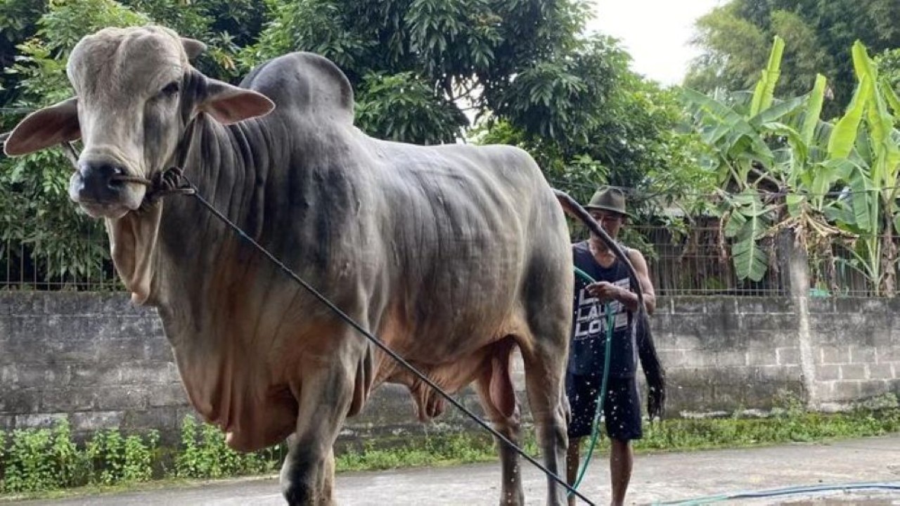 Peternak sapi asal Bantul Sarjono (51) sedang memandikan sapinya yang terpilih jadi hewan kurban Presiden Prabowo di Jati Wonokromo, Bantul, Minggu 17 Mei 2026. (Foto: ANTARA/Agung Dwi Prakoso)