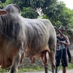 Sapi Mbah Iran-1779163669