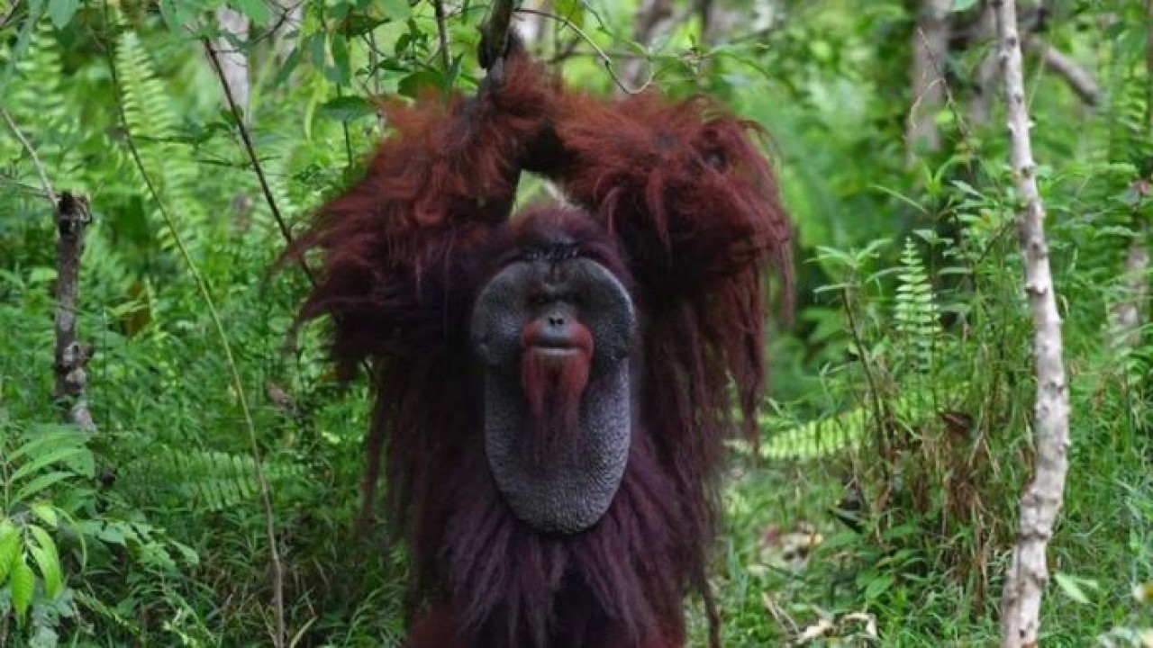 Arsip Foto - Satu individu orangutan morio (Pongo pygmaeus morio) berada di kawasan Pusat Rehabilitasi Samboja Lestari, Kutai Kartanegara, Kalimantan Timur, Rabu, 29 April 2026. (Antara)