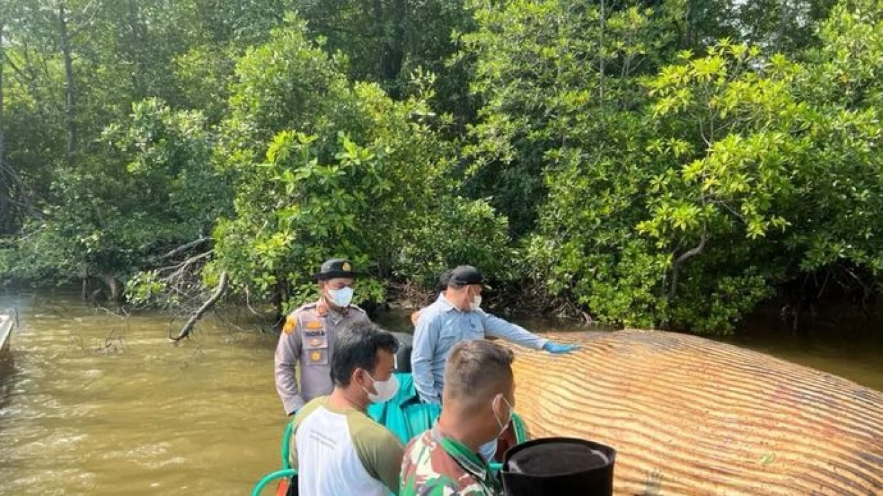 Kondisi bangkai diduga ikan paus sepanjang 8 meter dengan berat 4 ton di Perairan Sungai Bahale Kecamatan Mandah Inderagiri Hilir, Riau (Antara)