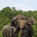Pagar Gajah Way Kambas-1792047619